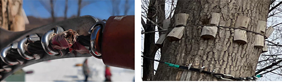 丛林探险设备树木钢绳线缆更换调整